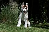 SIBERIAN HUSKY 366